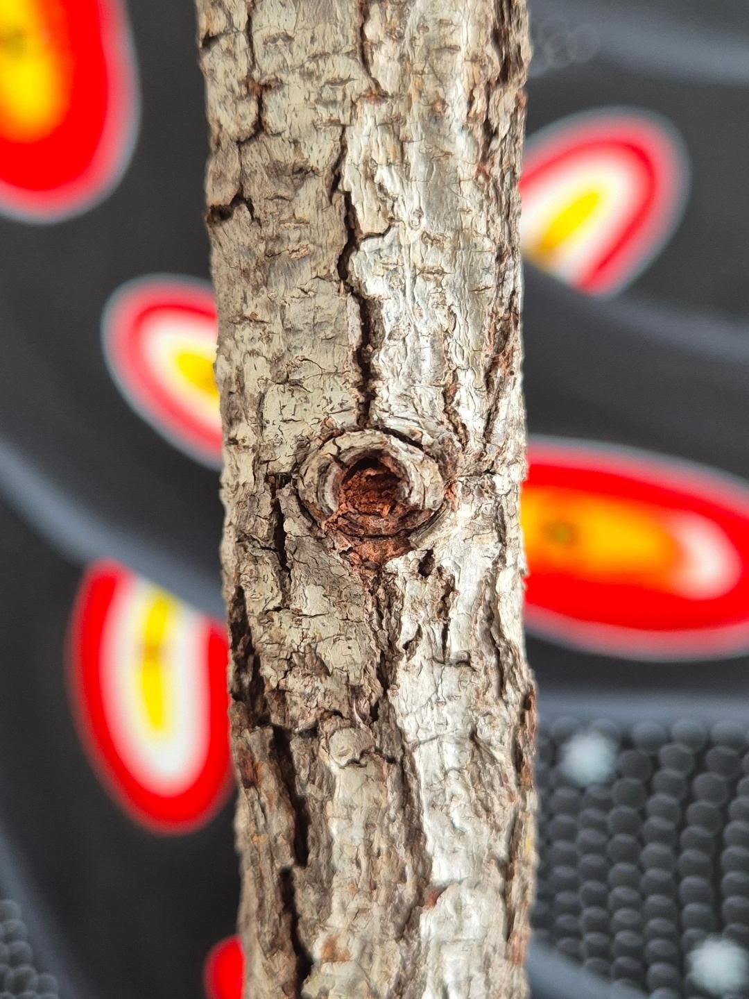 The bark of Jurema-preta before the canvas: “I found a mineral, static gaze — one that was already deciphering