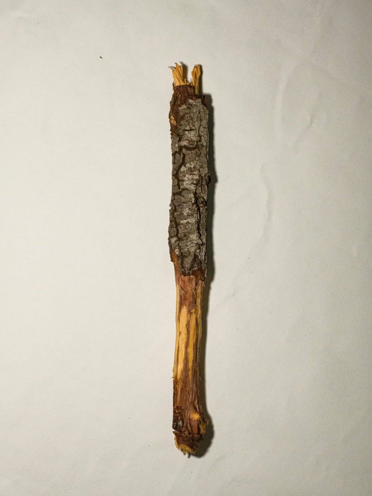 The Jurema-preta root, a gift from Cacica Senhora Pankararé, from Paulo Afonso.